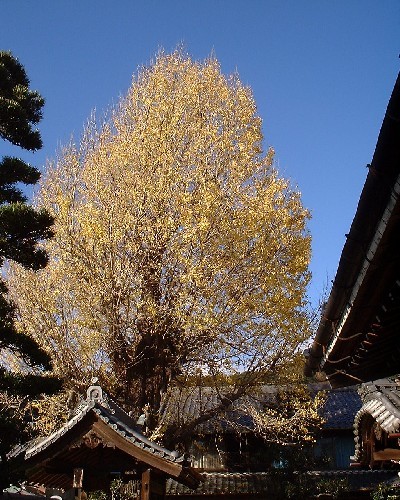光宗寺の銀杏の木