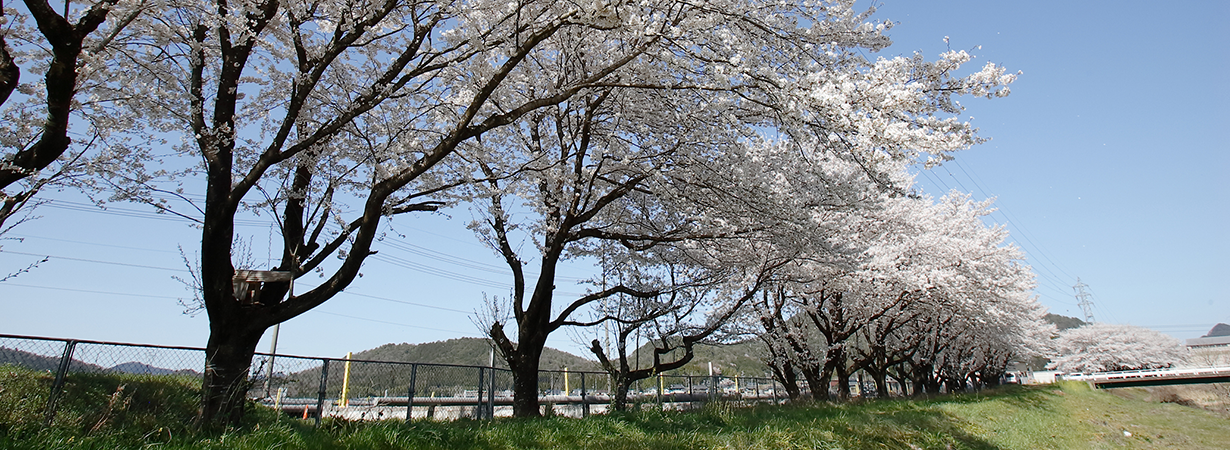 川浦川の桜